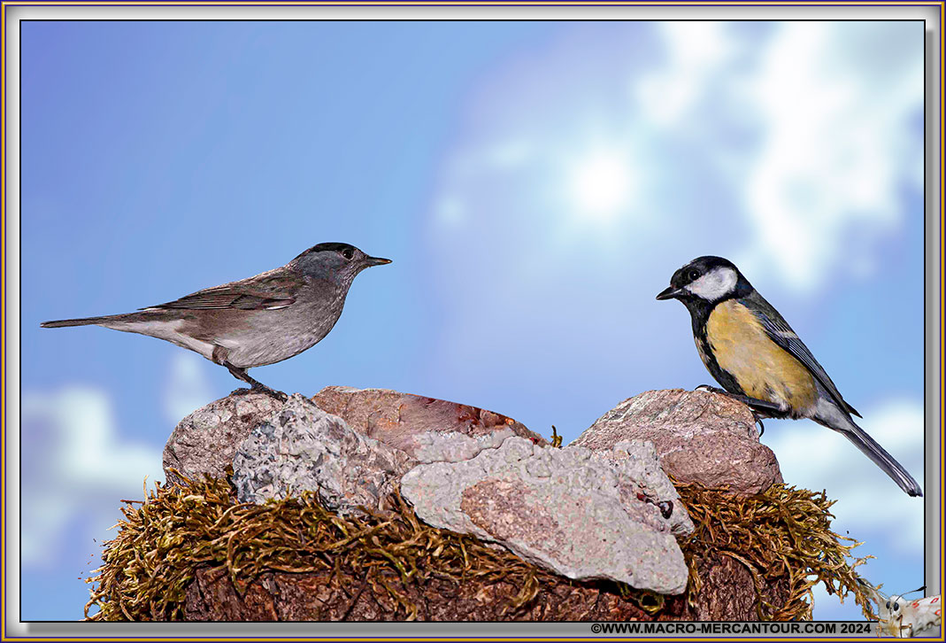 FAUVETTE à tête noire